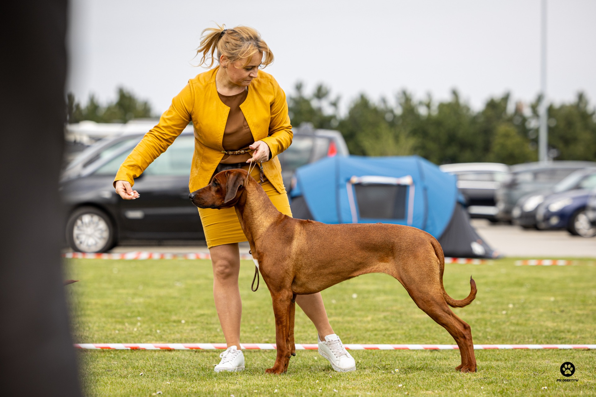 NDS Polsko - junior class 1 CAJC